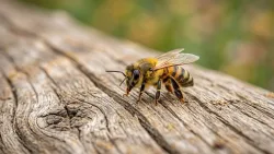 Abejas: atentas y seguras servidoras.