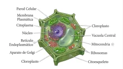 Morfoanatomía de la célula vegetal.
