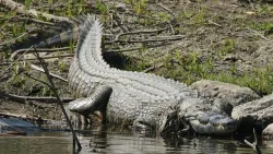 El feroz cocodrilo del Nilo.