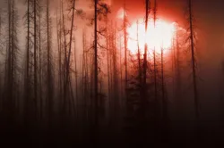 A old burnt forest with a red sky.