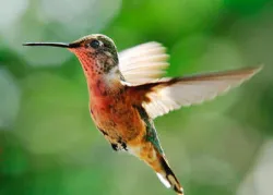 Colibrís: ¿Cómo pueden hacer eso?