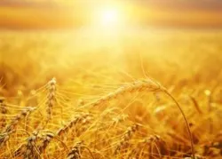 La fiesta bíblica de las primicias: Explicación de un gran misterio