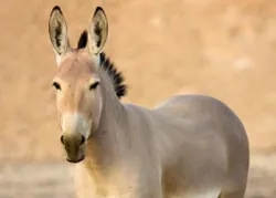 La rencilla familiar del Medio Oriente