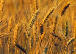 La extraordinaria lección de la Fiesta de las Primicias