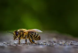 Las abejas, atentas y seguras servidoras