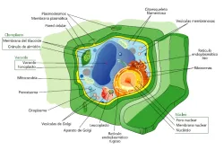 Morfoanatomía de la célula vegetal.