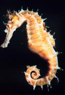 Caballito de Mar
