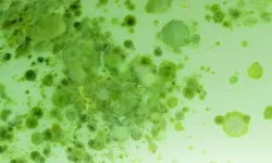 Jesucristo advirtió que, antes de su regreso, "habrá pestes, y hambres, y terremotos en diferentes lugares. Y todo esto será principio de dolores".