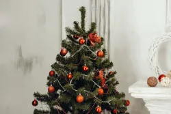 El árbol navideño viene del paganismo