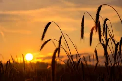 Dios, en su gran sabiduría, tiene un plan para ofrecer a todos los que alguna vez han vivido la oportunidad de heredar la vida eterna.