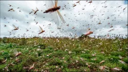 Ejemplo de una invasión de langostas por tierra y por aire