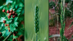 Cristo usó analogías de espinos, trigo y cizaña