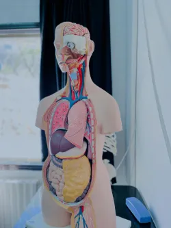 Los órganos del cuerpo funcionan juntos