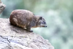 ¿Qué podemos aprender de este animal que Dios llama sumamente sabio?