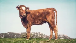 El sacerdocio ofrecía animales defectuosos.